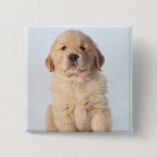 Chapa Cuadrada Retrato del perrito viejo de seis semanas del