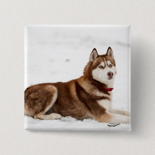 Chapa Cuadrada Retrato espumoso siberiano chiquito