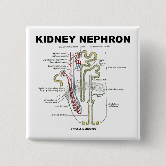 Chapa Cuadrada Riñón Nephron (Anverso)