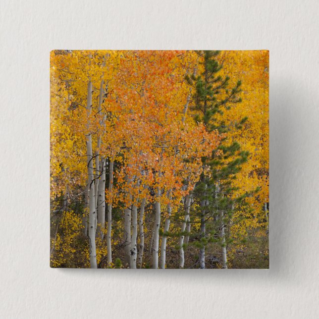 Chapa Cuadrada Río Provo y álamos (Anverso)