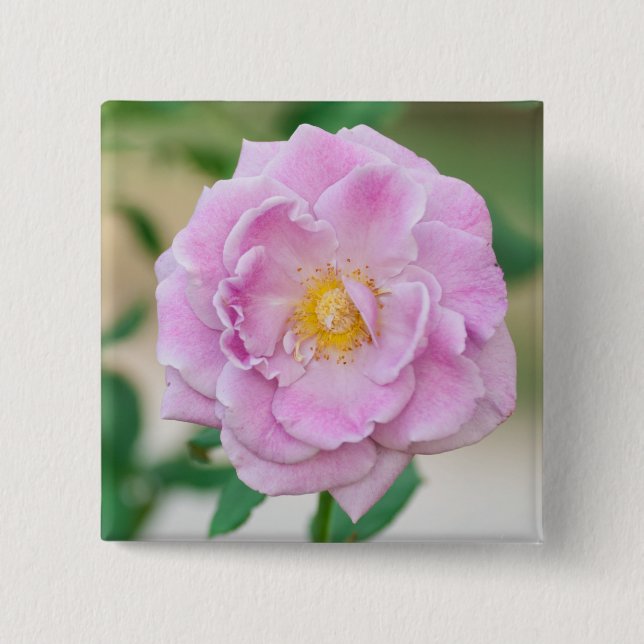 Chapa Cuadrada Rosa Briar (Anverso)