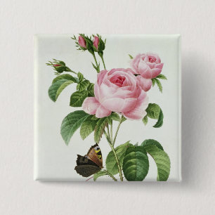 Chapa Cuadrada Rosa Centifolia