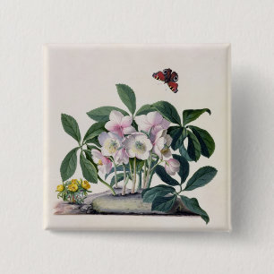 Chapa Cuadrada Rosa de navidad (Helleborus Niger) e invierno