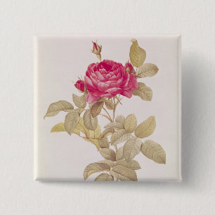Chapa Cuadrada Rosa Gallica Pontiana, de los 'rosas de Les