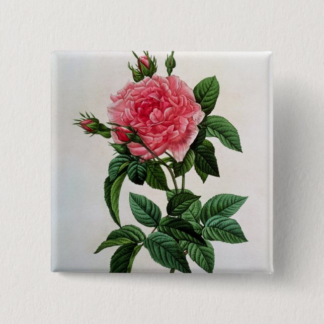 Chapa Cuadrada Rosa Gallica Regallis (Anverso)