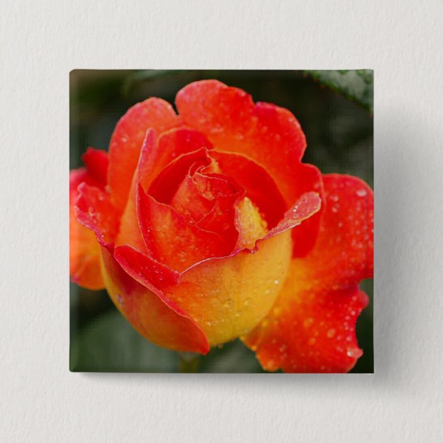 Chapa Cuadrada Rosa naranja Floral (Anverso)