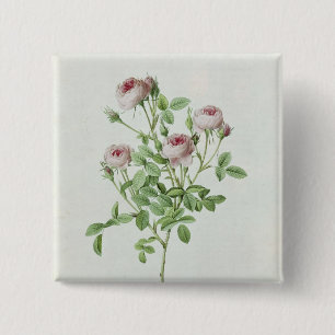 Chapa Cuadrada Rosa Pomponia, de los 'rosas de Les