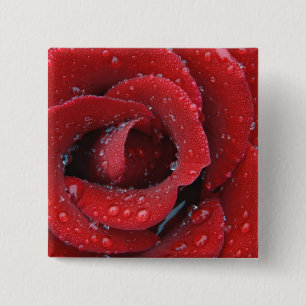 Chapa Cuadrada Rosa roja cubierta de rocío decorando un lugar de