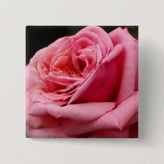 Chapa Cuadrada Rosa Rosa I Fotografía Floral Bonita