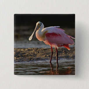 Chapa Cuadrada Roseate Spoonbill, Ajaia ajaja, Ding Darling