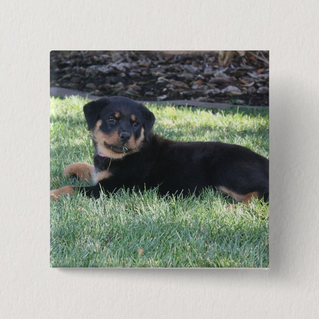 Chapa Cuadrada rottweiler (Anverso)