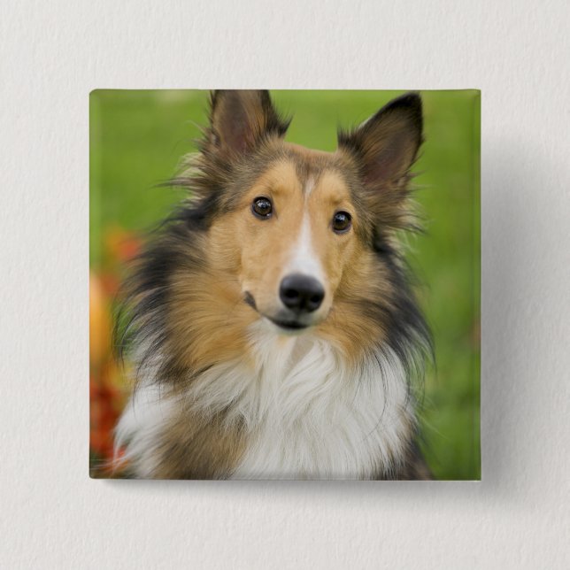 Chapa Cuadrada Rough Collie, perro (Anverso)
