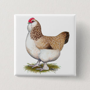 Chapa Cuadrada Salmon Faverolle Hen