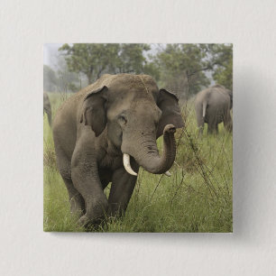 Chapa Cuadrada Saludo de elefante asiático indio