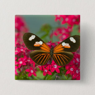 Chapa Cuadrada Sammamish Washington Fotografía de Mariposa en 14