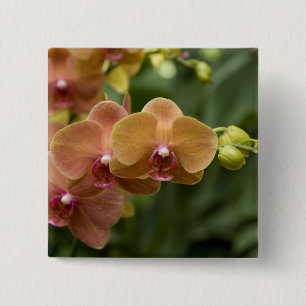 Chapa Cuadrada Sánscrito de Singapur para Ciudad León). Nacional