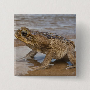 Chapa Cuadrada Sapo de Caña Rhinella marina, previamente Bufo