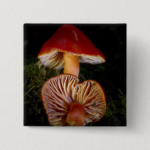 Chapa Cuadrada Scarlet Waxcap