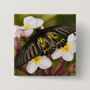 Chapa Cuadrada SE Asia, Tailandia, Khon Kaen