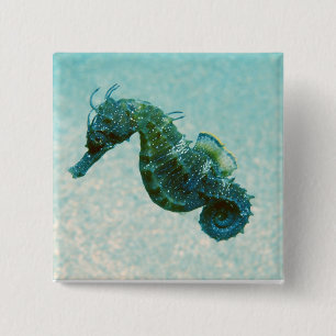 Chapa Cuadrada Seahorse Cortocircuito-Metido el hocico el