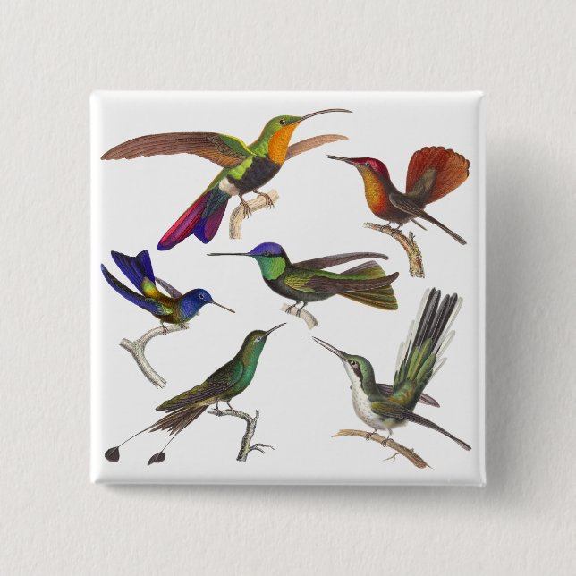 Chapa Cuadrada Seis diversos colibríes - lección de Rene (Anverso)