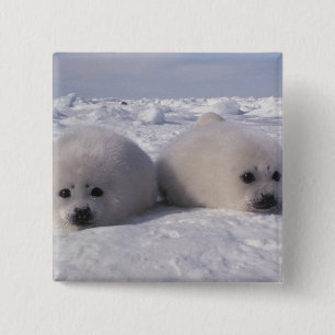 Chapa Cuadrada Sello de arpa (Phoca groenlandica)