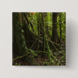 Chapa Cuadrada Selva tropical, río Mapari norte Rupununi,