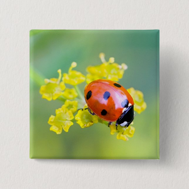 Chapa Cuadrada señora de arriba (Anverso)