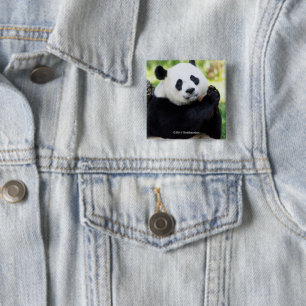 Chapa Cuadrada Sentada de la panda gigante