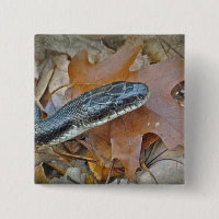 Serpiente de Rata Negra - obsoleta de Elaphe