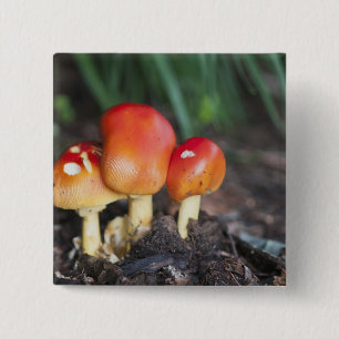 Chapa Cuadrada Setas familiares de Amanita