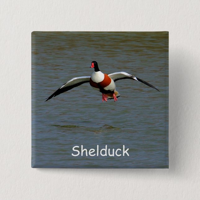 Chapa Cuadrada Shelduck (Anverso)