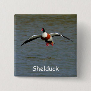 Chapa Cuadrada Shelduck