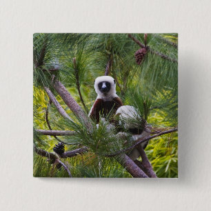 Chapa Cuadrada Sifaka de Coquerel en el bosque