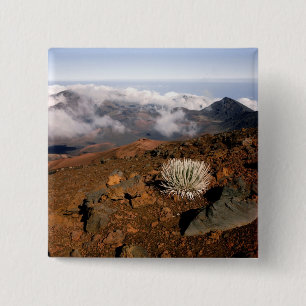Chapa Cuadrada Silversword en el borde del cráter Haleakala desde