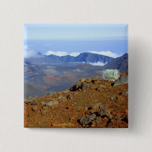 Chapa Cuadrada Silversword en el borde del cráter Haleakala desde
