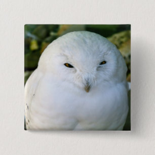 Chapa Cuadrada Snowy Owl