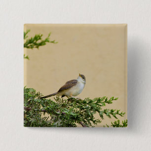 Chapa Cuadrada Sparrow