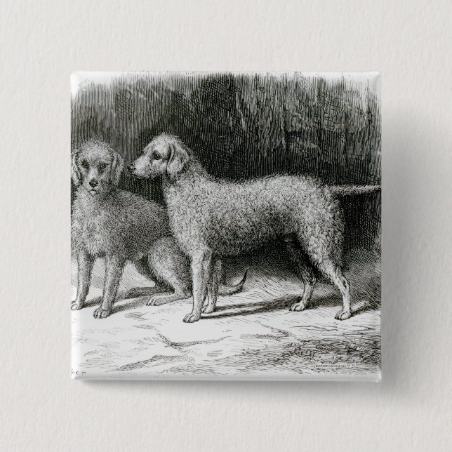 Chapa Cuadrada Sr. F. Armstrong de los terrieres de Bedlington (Anverso)