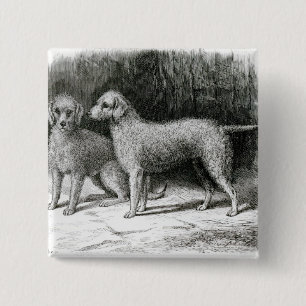 Chapa Cuadrada Sr. F. Armstrong de los terrieres de Bedlington