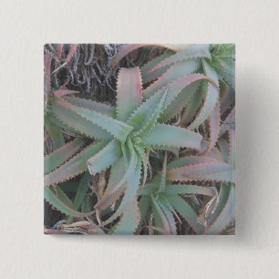 Chapa Cuadrada suculentas de Nevada