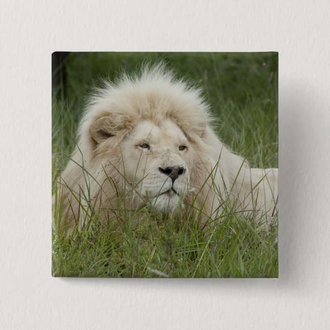 Chapa Cuadrada Sudáfrica, Este de Londres, Inkwenkwezi Private (Anverso)