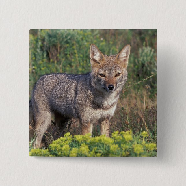 Chapa Cuadrada Sudamérica, Chile, Torres del Paine NP, (Anverso)