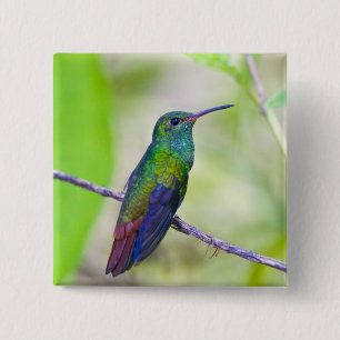 Chapa Cuadrada Sudamérica, Costa Rica, Sarapiqui, La Selva