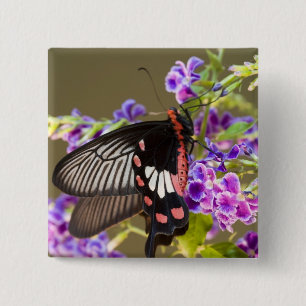 Chapa Cuadrada Sudeste Asiático, Tailandia, Doi Inthanon, Papilio