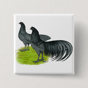 Chapa Cuadrada Sumatra: Par azul