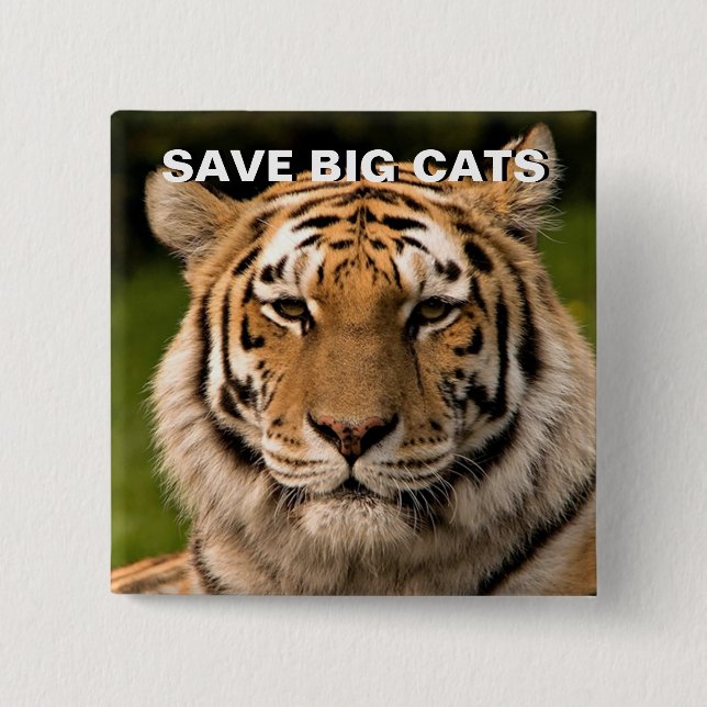 Chapa Cuadrada Sumatran Tiger Portrait (Anverso)