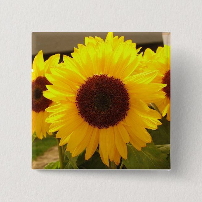 Chapa Cuadrada Sunflower (Anverso)