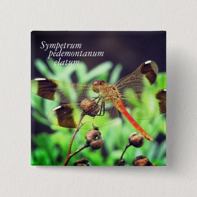 Chapa Cuadrada Sympetrum pedemontanum elatum (Anverso)