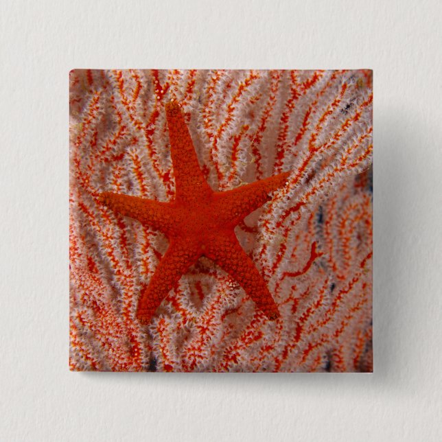 Chapa Cuadrada Tailandia: La estrella de mar de la estrella de ma (Anverso)